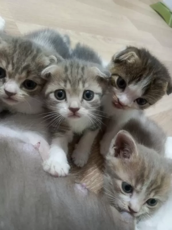 Scottish Fold Yavrularımız