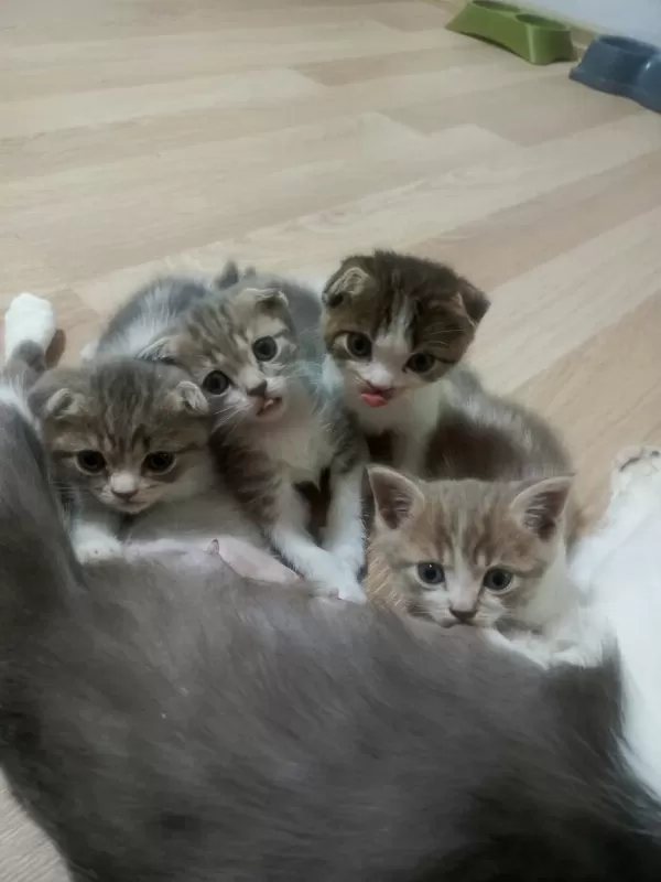 Scottish Fold Yavrularımız
