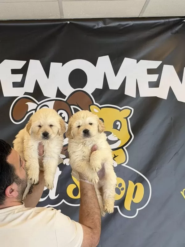 Baby Face Golden Retriewer Yavrulari Safkan Belgeli Ankara