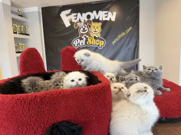 Scottish Fold Ve British Shorthair Yavrulari Ankara
