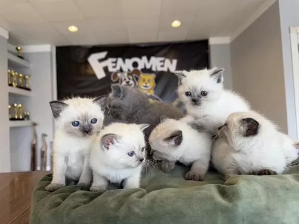 Scottish Fold Ve British Shorthair Yavrulari Ankara