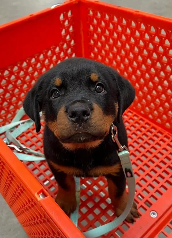 Evinizin Yeni Üyesi Rottweiler Kapıda Ödeme Vardır
