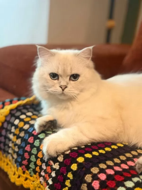 British Longhair Kedisi