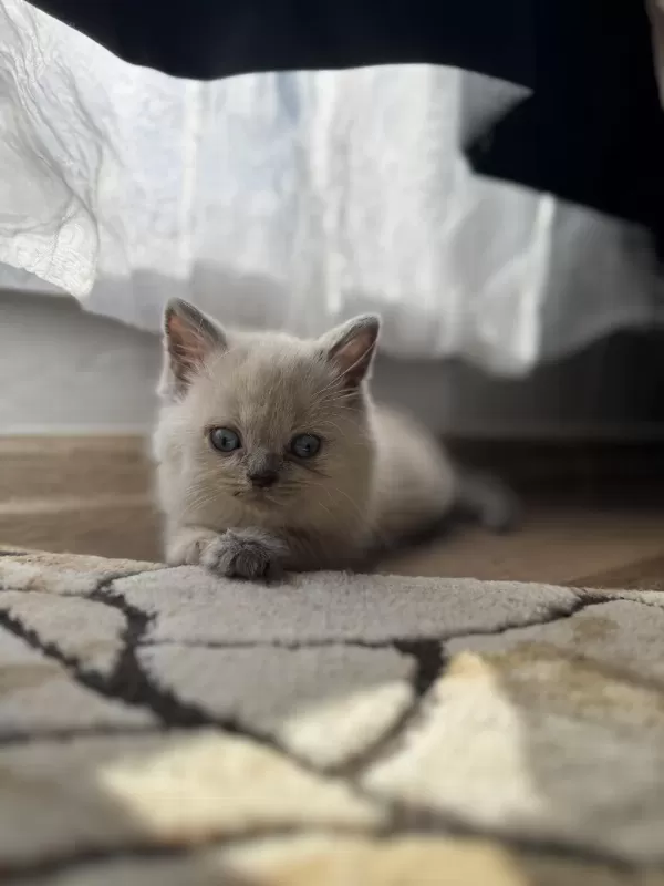 2 Buçuk Aylık Yavru Kedimiz