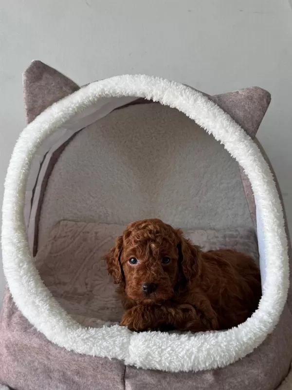 Güzellik Abidesi Poodle Bebekler