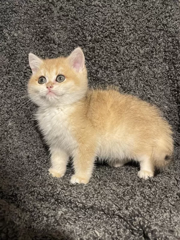Anne Baba Şecereli Golden Ny12 British Shorthair Erkek