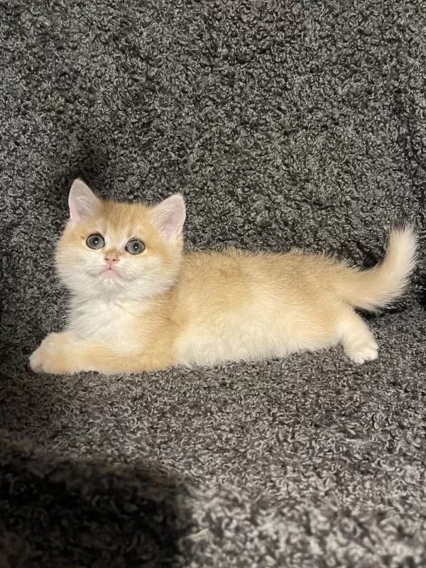 Anne Baba Şecereli Golden Ny12 British Shorthair Erkek