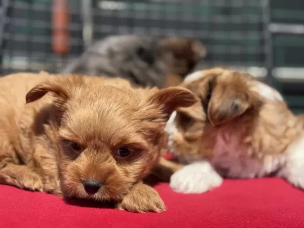 Petmode Köpek Çiftliğinden Tea Cup Morkie