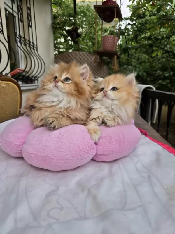 British Longhair Yavrular