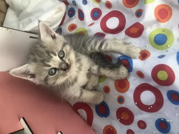 3.5 Aylık Kedimiz Yeni Yuvasını Arıyoruz