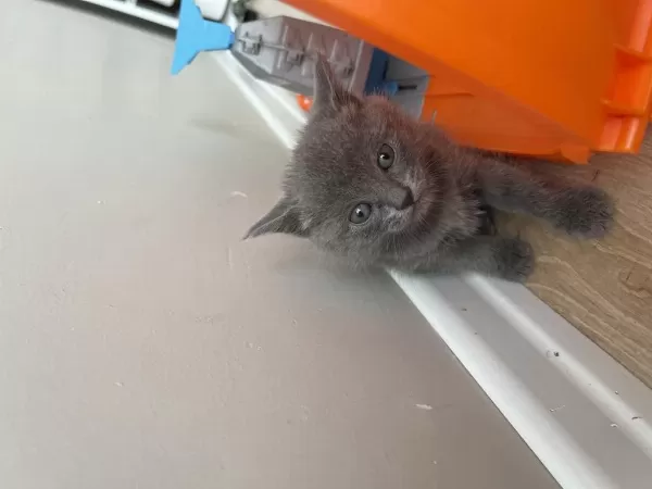 10 Haziran Doğumlu British Shorthair Güzellik