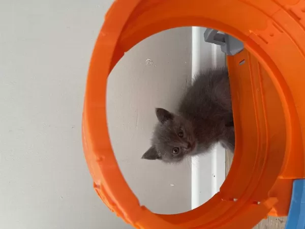 10 Haziran Doğumlu British Shorthair Güzellik