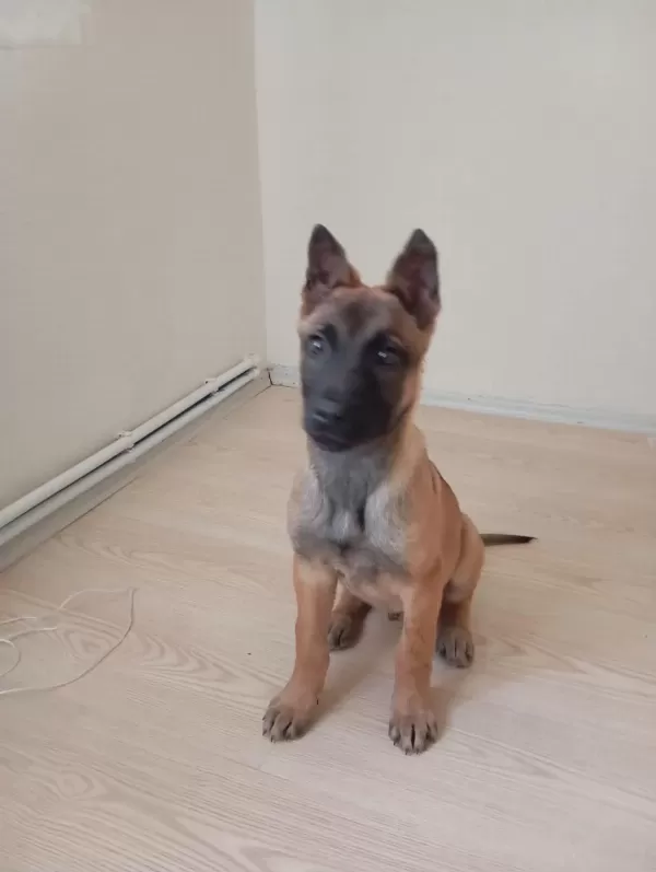 Safkan Malinois Yavrularimiz