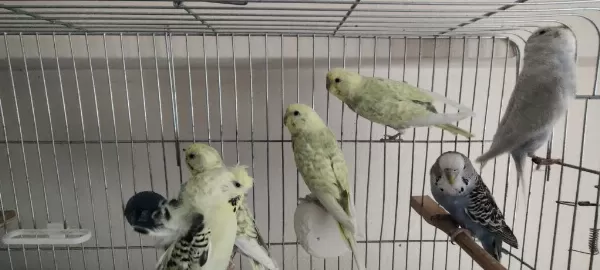 Muhabbet Kuşları İster Besleyin İster Damızlık Yapın