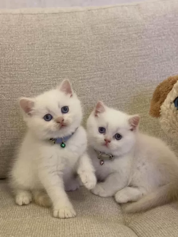 British Shorthair Red Point Yavrularim