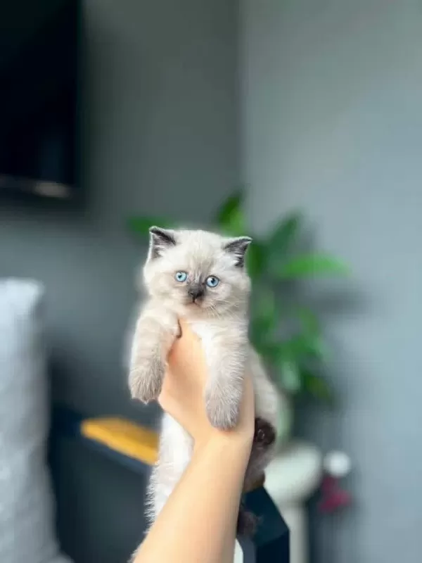 British Shorthair Chocalate Point Yavrularim