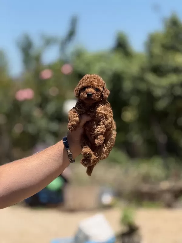 Safkan Teacup Kore Poodle Tuvalet Eğitimli