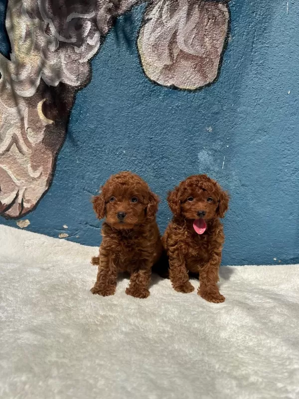 Oyuncak Boy Erkek Dişi Poodle Yavrular