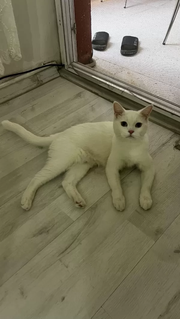 2 Yaşında British Shorthair