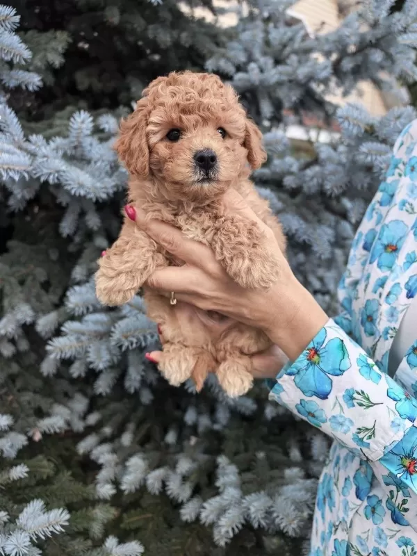 Harika Maltipoo Bebekleri