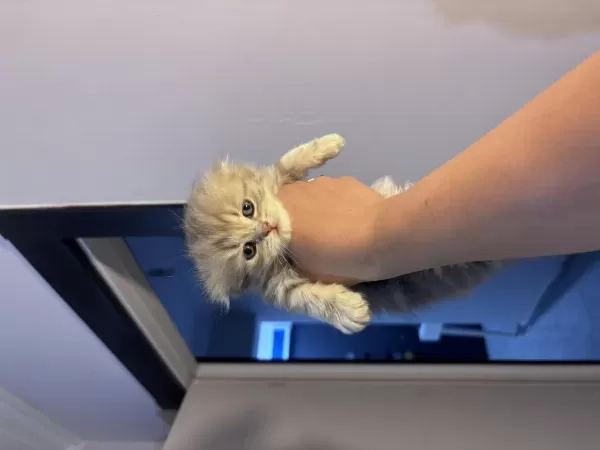Sağlıklı Chinchilla Kedisi