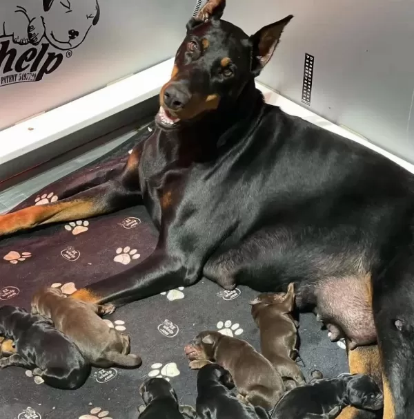 Türkiyenin En Güvenilir Çiftliğinden Doberman Bebekler