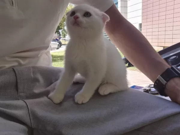 Safkan Scottish Fold Shorthair (white)