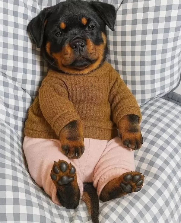 Evinizin Neşesi Rottweiler Bebişler Her Yere Kapıda Öde