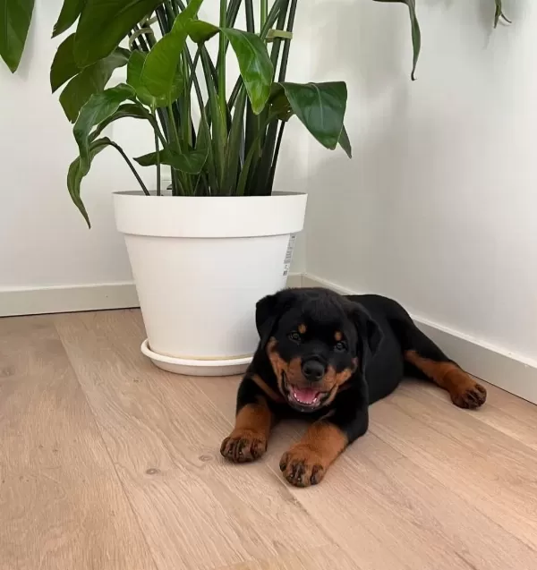 Evinizin Neşesi Rottweiler Bebişler Her Yere Kapıda Öde