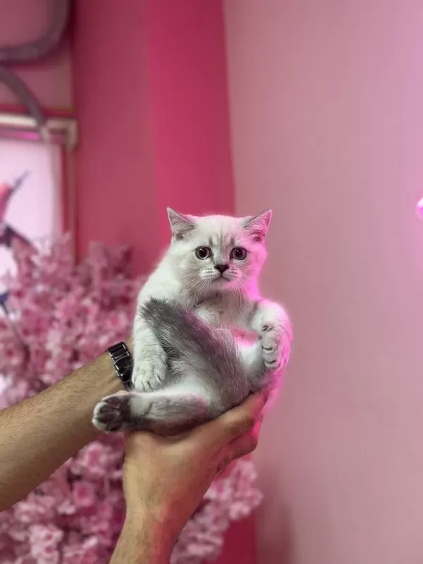 Aşili Tuvalet Egitimli Scottish Fold Bebeklerimiz