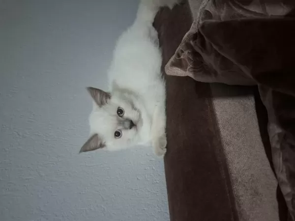 British Shorthair Erkek