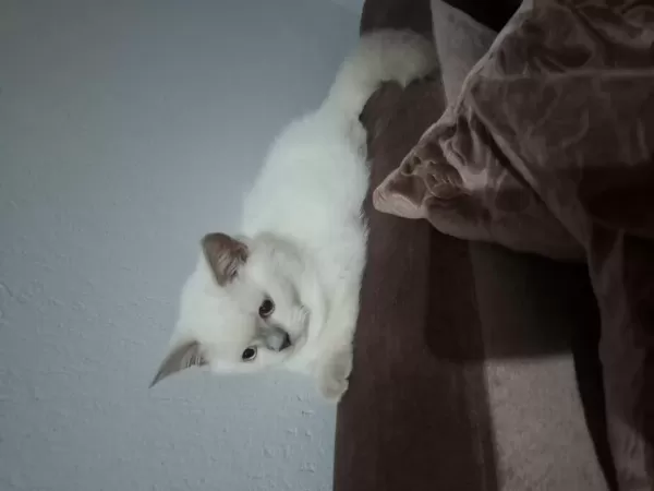 British Shorthair Erkek