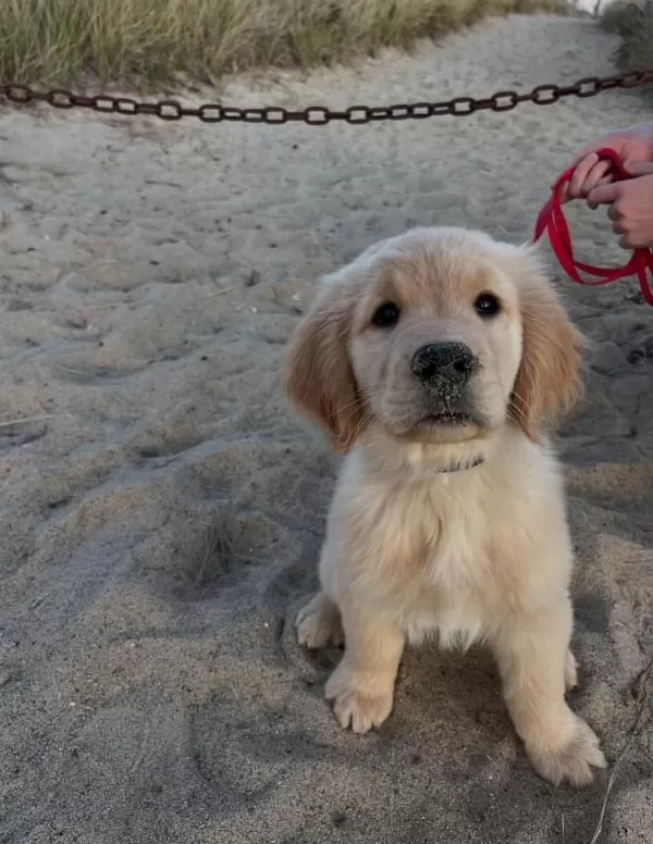 İyisi Değil En İyisi Golden Retriever Kapıda Ödeme Mevcuttur