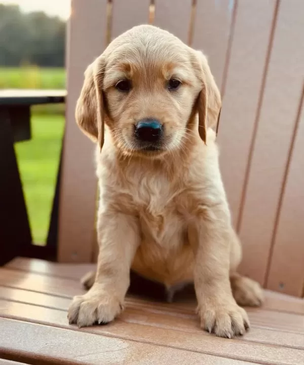 İyisi Değil En İyisi Golden Retriever Kapıda Ödeme Mevcuttur