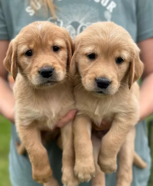 İyisi Değil En İyisi Golden Retriever Kapıda Ödeme Mevcuttur