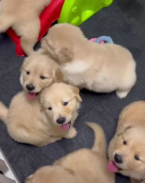 İyisi Değil En İyisi Golden Retriever Kapıda Ödeme Mevcuttur