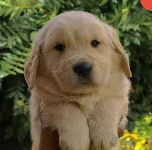 İyisi Değil En İyisi Golden Retriever Kapıda Ödeme Mevcuttur