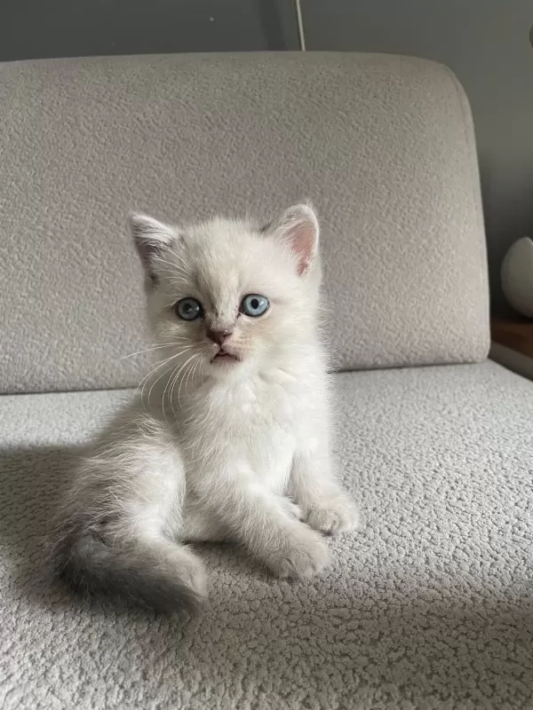 Erkek Yavrular British Shorthair