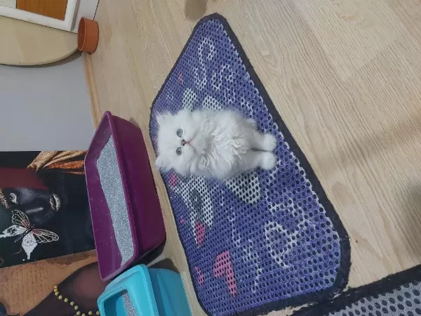 British Longhair Paşam Hazir
