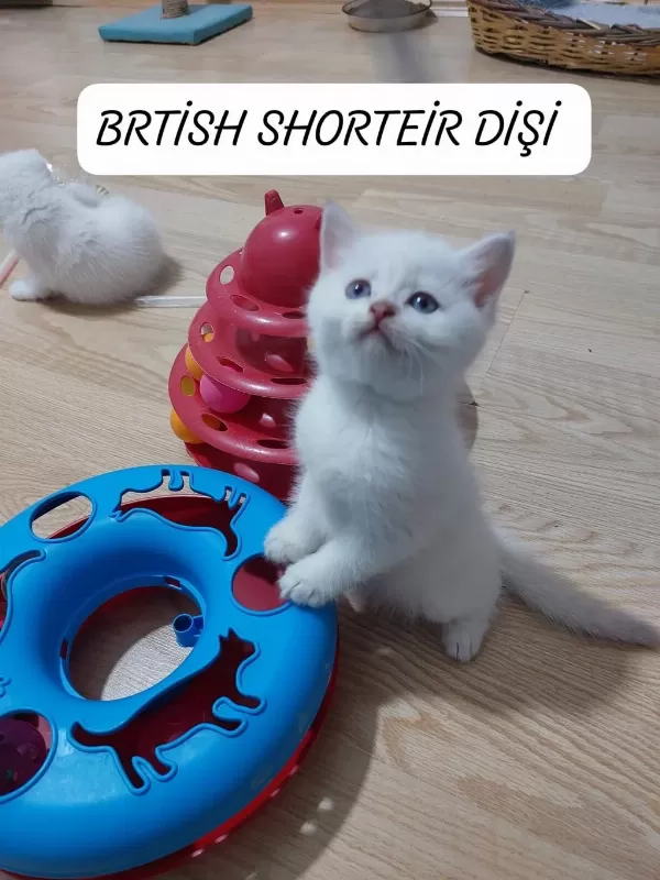 Mavi Gözlü British Paşam Hazir