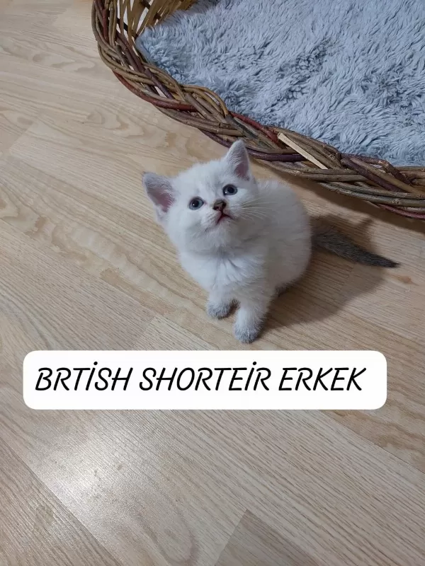 Mavi Gözlü British Paşam Hazir