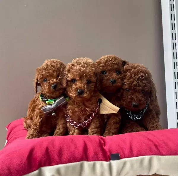 Toy Poodle Orjinal İrk Yavrular