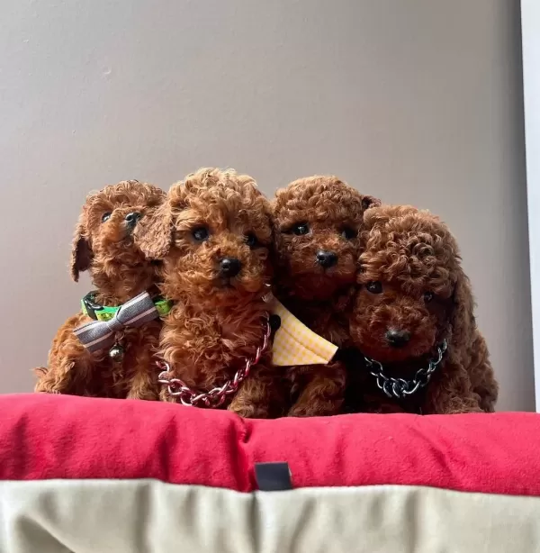 Toy Poodle Orjinal İrk Yavrular
