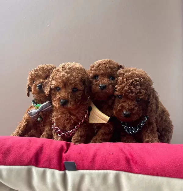 Toy Poodle Orjinal İrk Yavrular