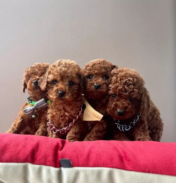 Toy Poodle Orjinal İrk Yavrular