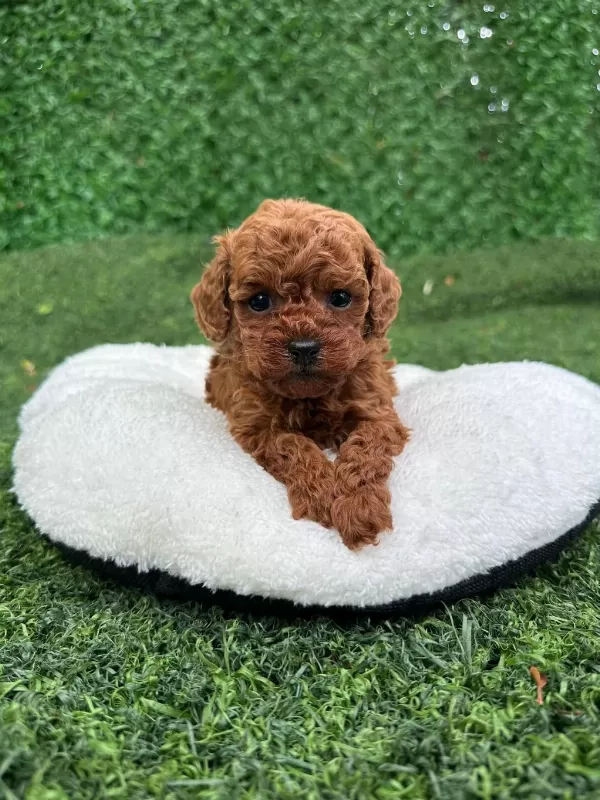 Minik Toy Poodle Bebekler