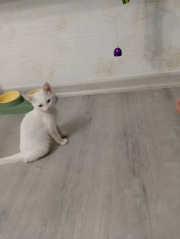 Sağlıklı 3 4 Aylık Kedimiz