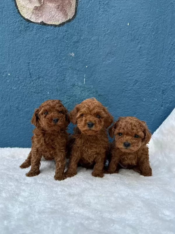 Kalite Ve Sağliğin Ön Planda Olduğu Toy Poodle Bebekler