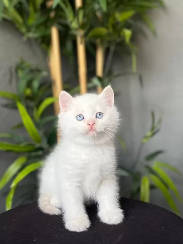 British Shorthair Red Point Yavrularim