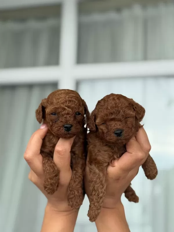 Orjinal Teacup Kore Poodle Bebekler